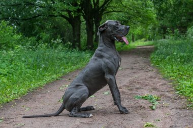 Büyük köpek parkta yürüyor.