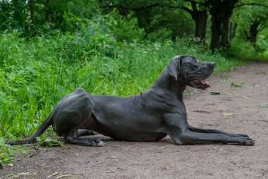 Büyük köpek parkta yürüyor.