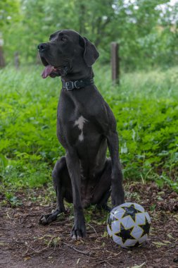 Büyük köpek parkta yürüyor. Futbol, futbol topu.