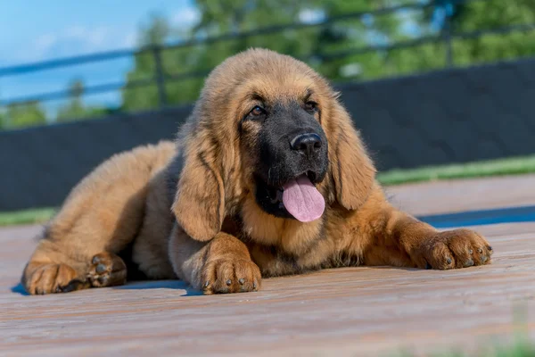 O Mastim Tibetano. Filhote de cachorro . — Fotografia de Stock