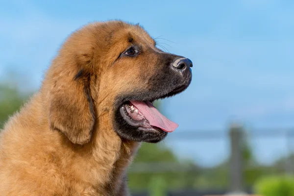 O Mastim Tibetano. Filhote de cachorro . — Fotografia de Stock