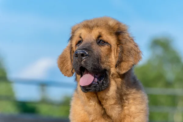 O Mastim Tibetano. Filhote de cachorro . — Fotografia de Stock