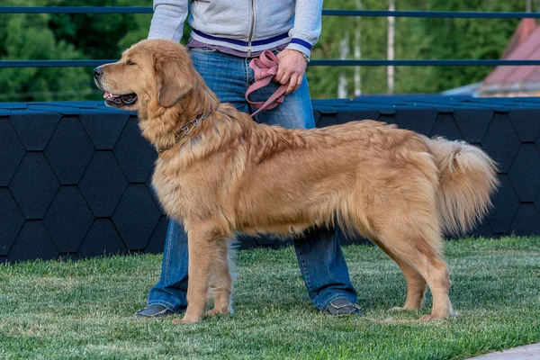 Le Mastiff tibétain. Chiot . — Photo