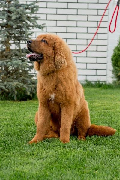 O Mastim Tibetano. Filhote de cachorro . — Fotografia de Stock