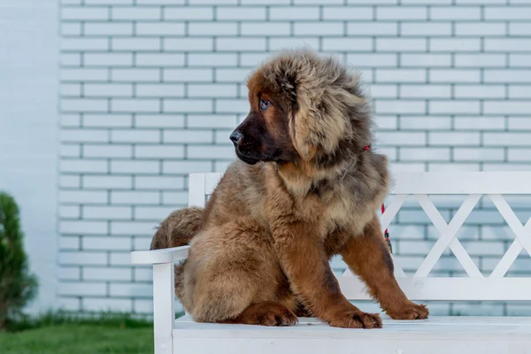 The Tibet Mastiff. Anak anjing duduk di kursi . — Stok Foto