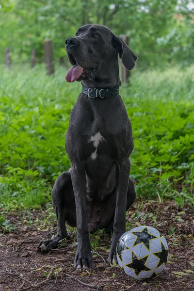큰 개는 공원에서 산책. 축구, 축구 공. — 스톡 사진