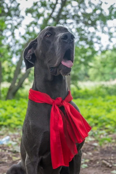 Große Hundeausflüge im Park. Stiefel und Schal. — Stockfoto