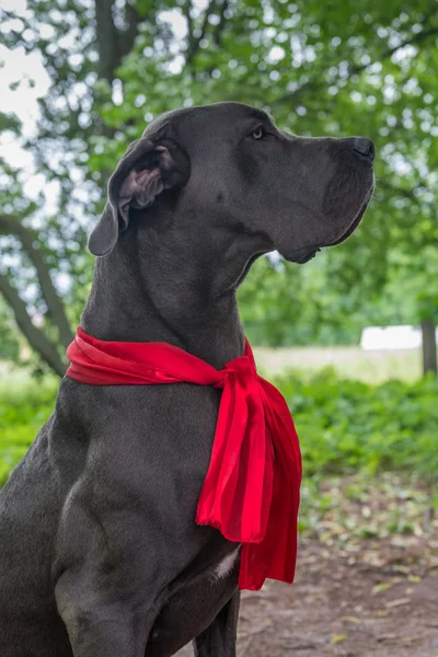 Große Hundeausflüge im Park. Stiefel und Schal. — Stockfoto