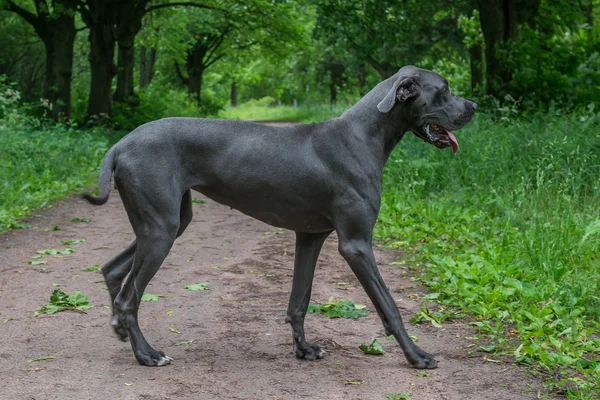 Große Hundespaziergänge im Park. — Stockfoto