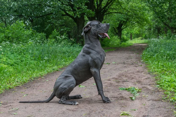 Gran perro pasea en el parque . — Foto de Stock