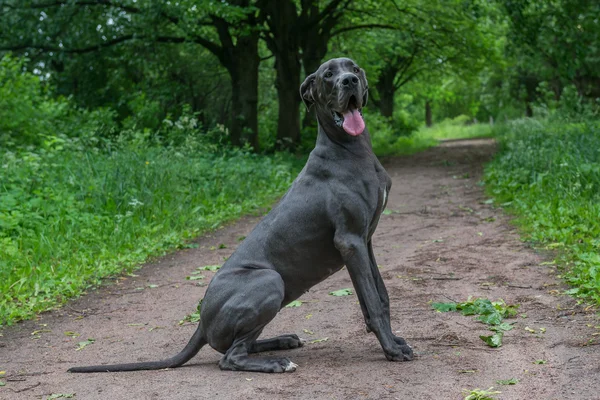 큰 개는 공원에서 산책. — 스톡 사진