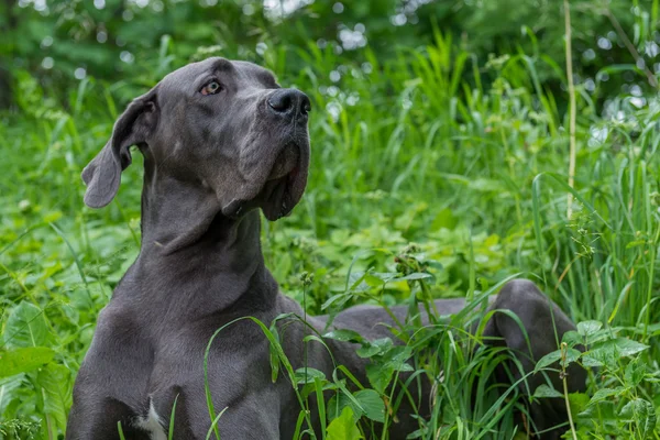 Gran perro pasea en el parque . — Foto de Stock