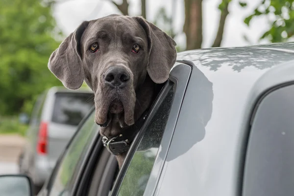 큰 개는 차에 타고. — 스톡 사진