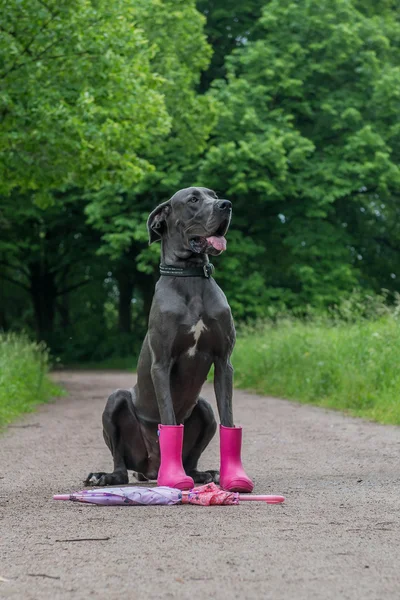 Gran perro pasea por el parque. Las botas y la bufanda . — Foto de Stock