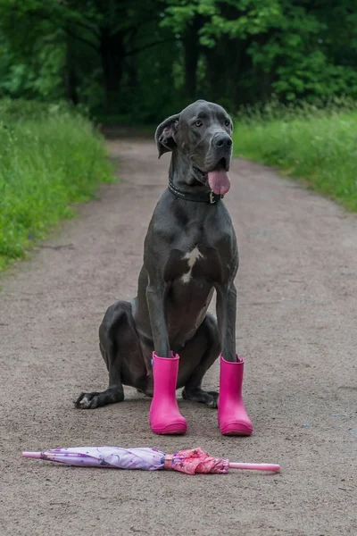 Gran perro pasea por el parque. Las botas y la bufanda . — Foto de Stock