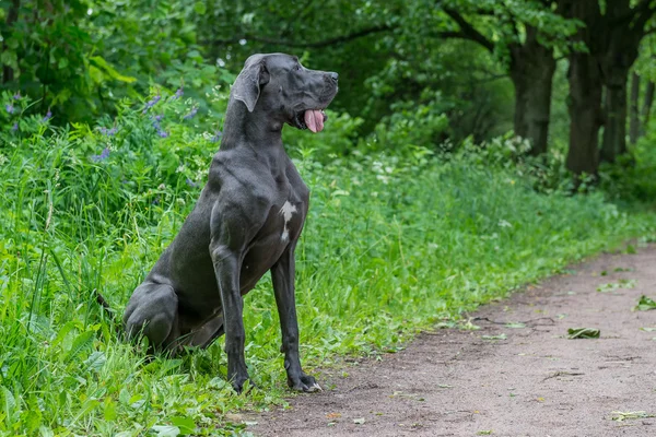큰 개는 공원에서 산책. — 스톡 사진