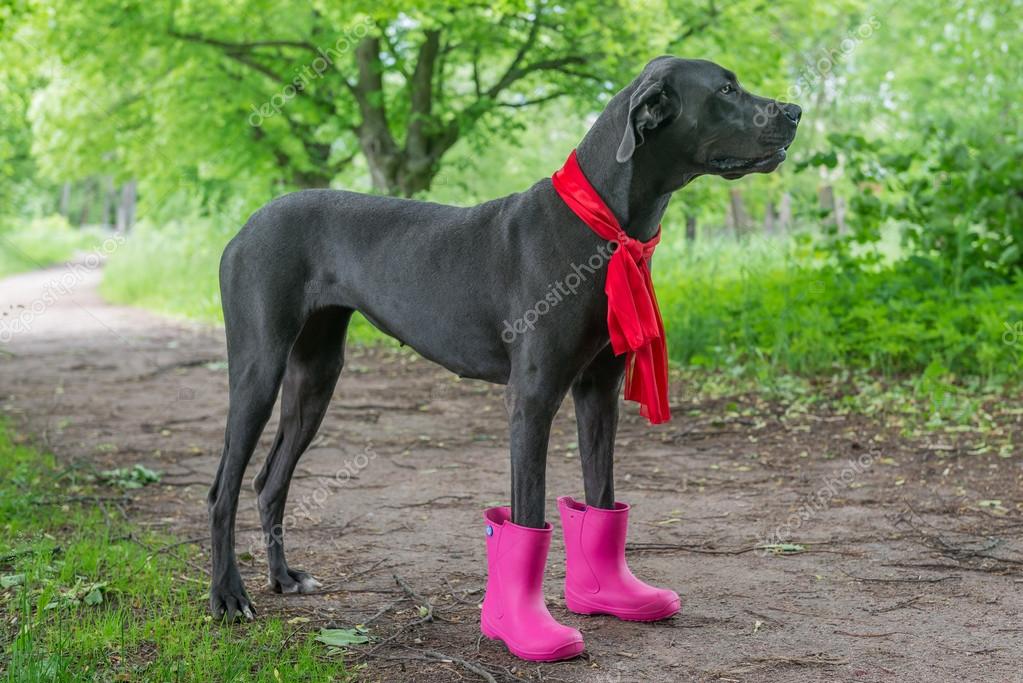 Great dog walks in the Park. The boots 