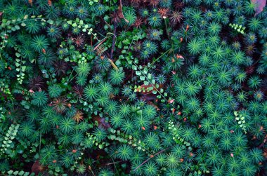 Cosmos of emerald moss on the forest floor clipart