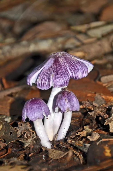 Фиолетовые грибы, растущие на редком полу — стоковое фото