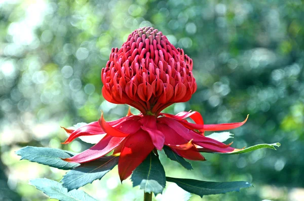 Red and magenta flower head of an Australian Waratah — Stock Photo, Image