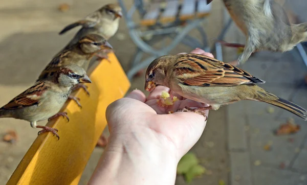 Bird feeding from the palm of a hand