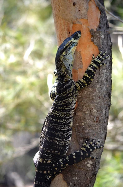 Australische Goanna (Waranechse) klettert auf einen Baum — Stockfoto