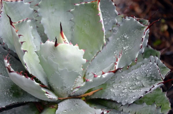 Water drops on a spikey grey Agave succulent — Stock Photo, Image