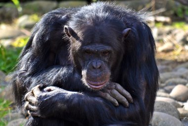 Şempanze düşünceli poz