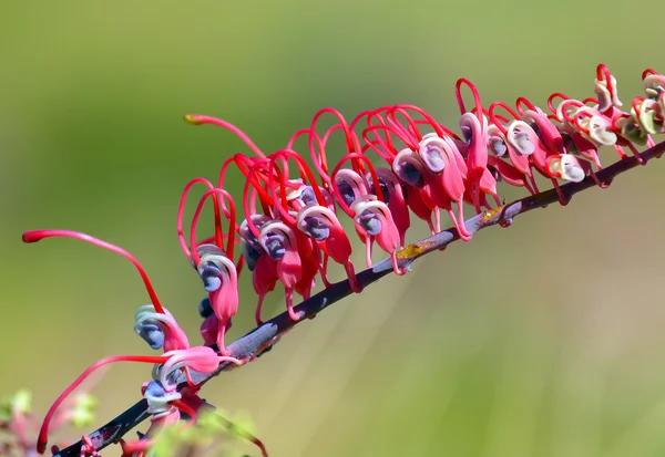 Australian Grevillea flower — Stock Photo, Image