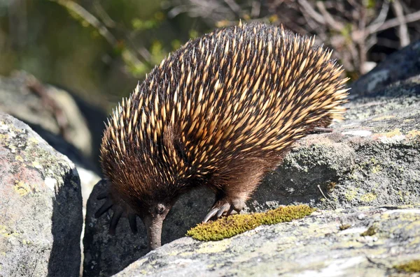 Ausztrál Echidna keres hangyák — Stock Fotó