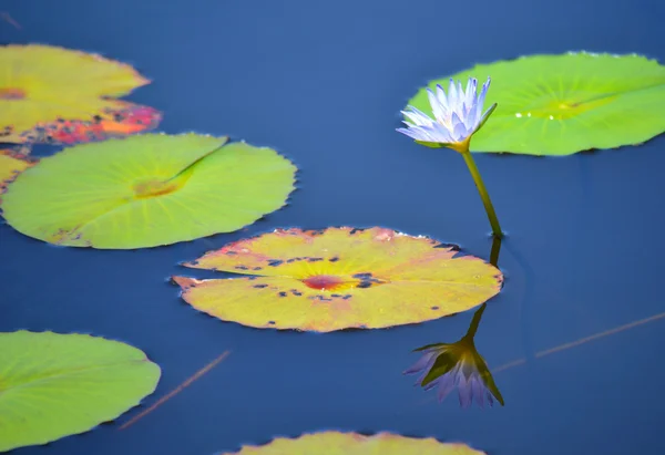 Waterlily flower reflected in a blue pond — Stock Photo, Image