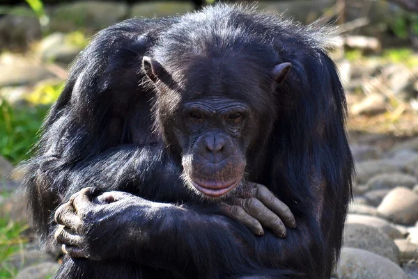 Chimpancé en actitud reflexiva — Foto de Stock