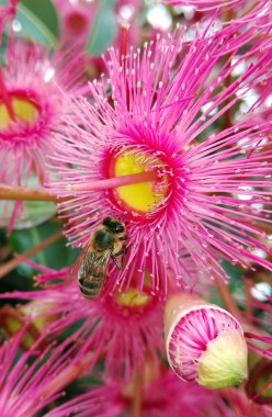 Pink gum tree flowers being visited by a bee clipart