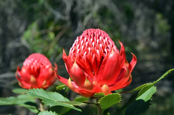 Czerwony i purpurowy kwiat szefów australijski Waratah — Zdjęcie stockowe