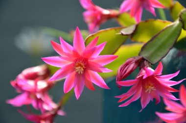 Vivid pink zygocactus (Schlumbergera) flowers clipart