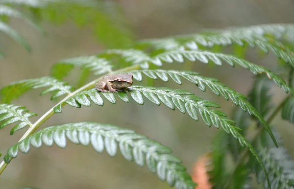 Cute tiny brown tree frog on a fern frond — Stock Photo, Image