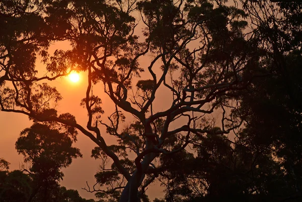 Solnedgång i rökiga himlen bakom en gigantisk gumtree i australiska bushen — Stockfoto