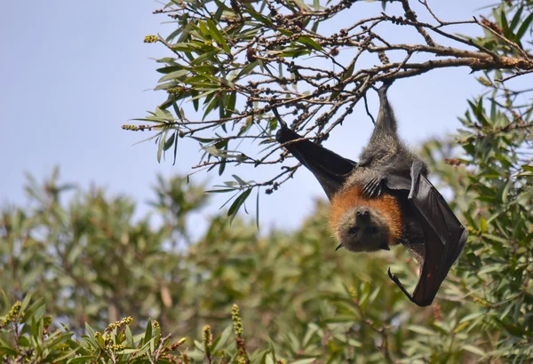 Renard volant mâle (chauve-souris fruitière) pendu à un arbre — Photo
