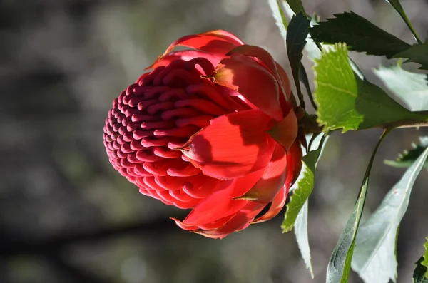 Tête de fleur rouge et magenta d'une Waratah australienne — Photo