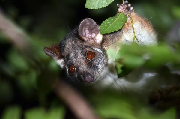 澳大利亚榛色负鼠 — 图库照片