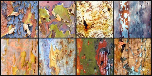 Collage of Australian gumtree bark — Stock Photo, Image