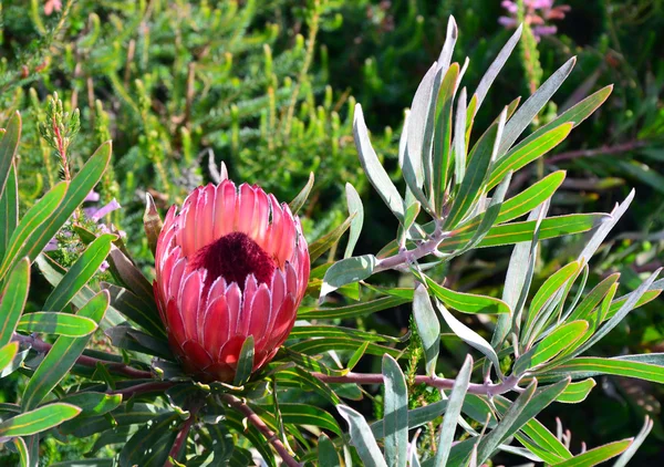 Flor colorida de protea retroiluminada — Fotografia de Stock