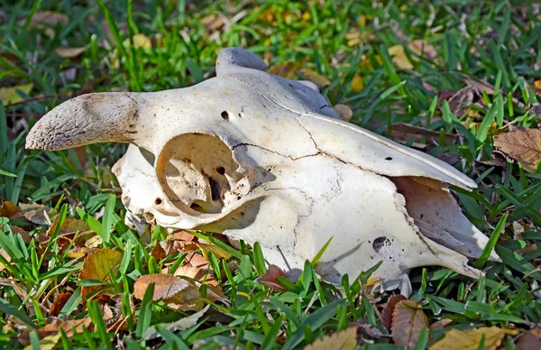 Får skallen på gräs — Stockfoto