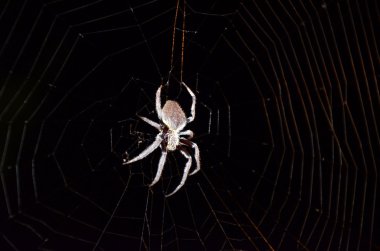 Avustralya kadın Bahçe Orb Weaver örümcek