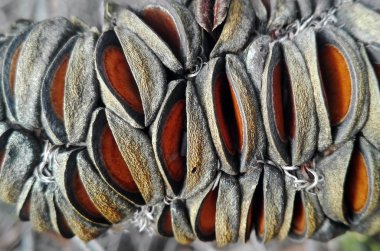 Avustralya Banksia tohum pods