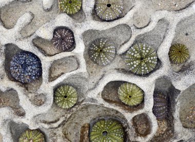 Deniz kestanesi yıpranmış kumtaşı kayanın üzerinde düzenlenmiş