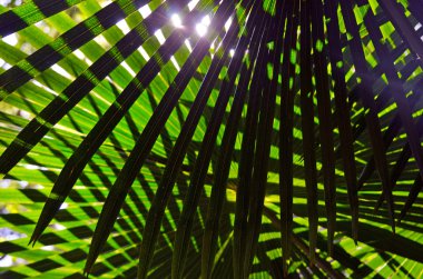 Desenli lahana ağaç palmiye yaprak (Livistona australis geri yaktı)