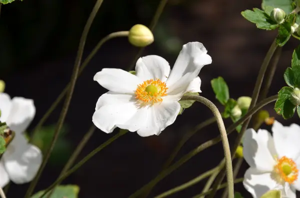 Flor blanca y cogollos —  Fotos de Stock