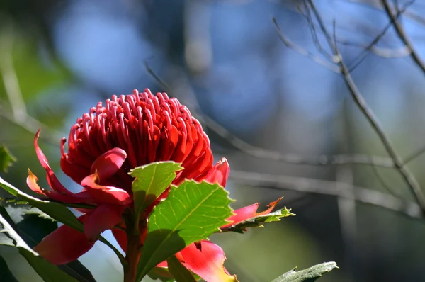 Cabeza de flor roja y magenta de una Waratah australiana —  Fotos de Stock