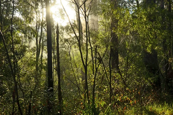 Dimmiga skogen efter regn — Stockfoto